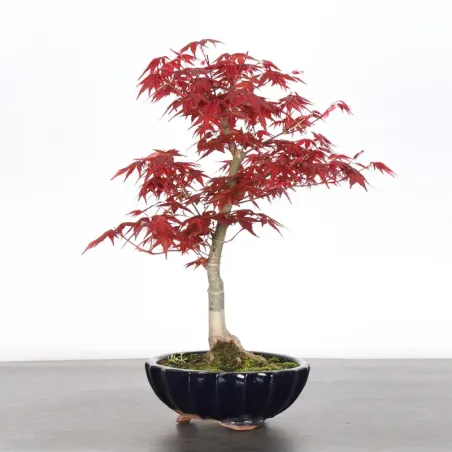Japanese red maple "Deshojo" bonsai 1-25
