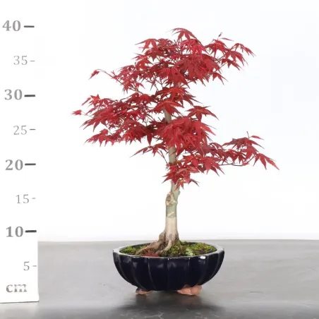 image supplémentaire - ÉRABLE ROUGE DU JAPON "ACER...