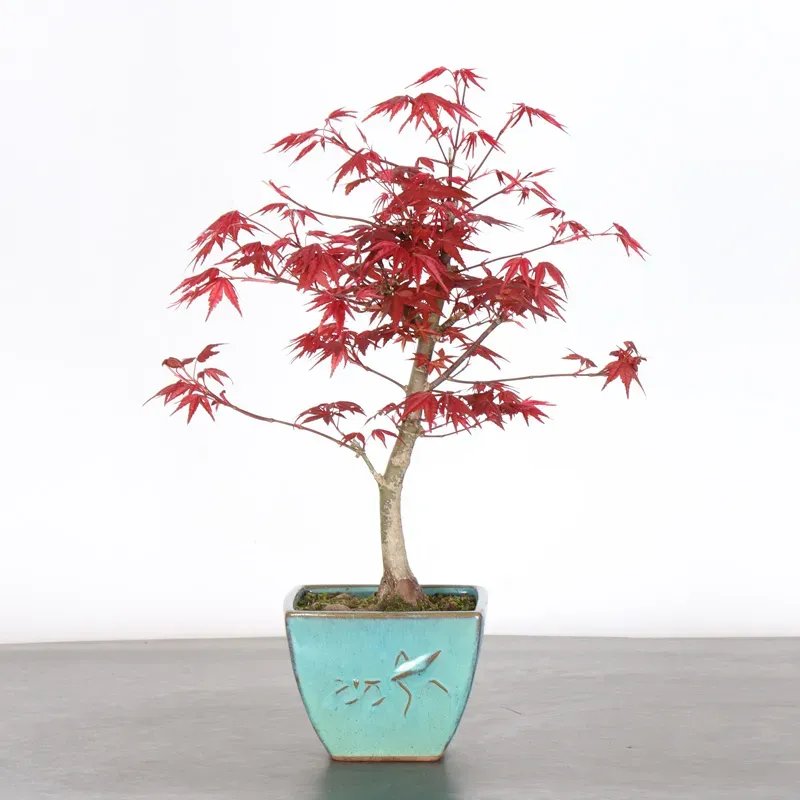 JAPANESE RED MAPLE "ACER DESHOJO" 1-4