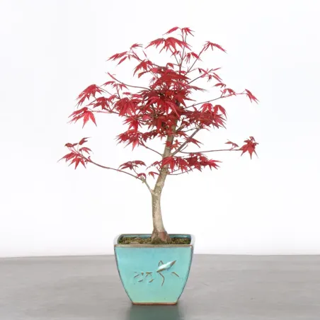 JAPANESE RED MAPLE "ACER DESHOJO" 1-4