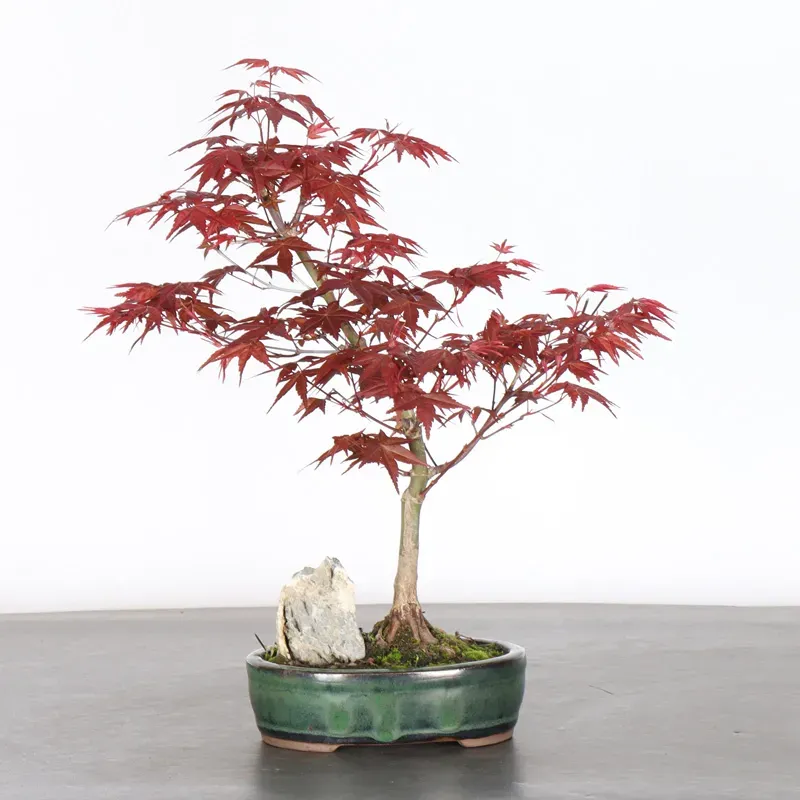 ÉRABLE ROUGE DU JAPON "ACER DESHOJO" 2-15