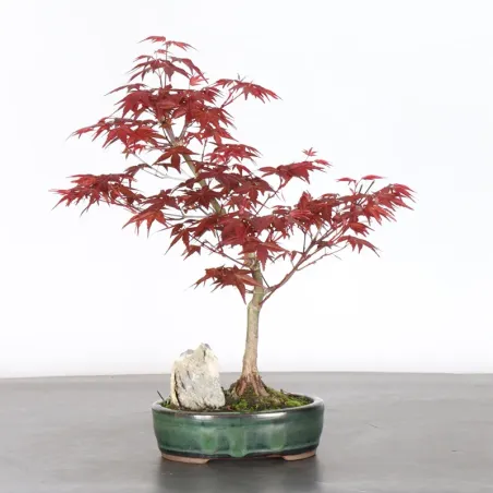 JAPANESE RED MAPLE "ACER DESHOJO" 2-15