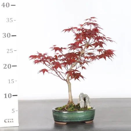 image supplémentaire - JAPANESE RED MAPLE "ACER...