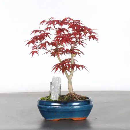 JAPANESE RED MAPLE "ACER DESHOJO" 2-5