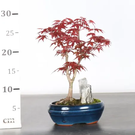 image supplémentaire - JAPANESE RED MAPLE "ACER...