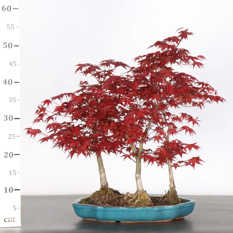 image supplémentaire - ÉRABLE ROUGE DU JAPON "ACER...