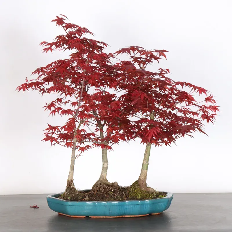 JAPANESE RED MAPLE "ACER DESHOJO" 1-20