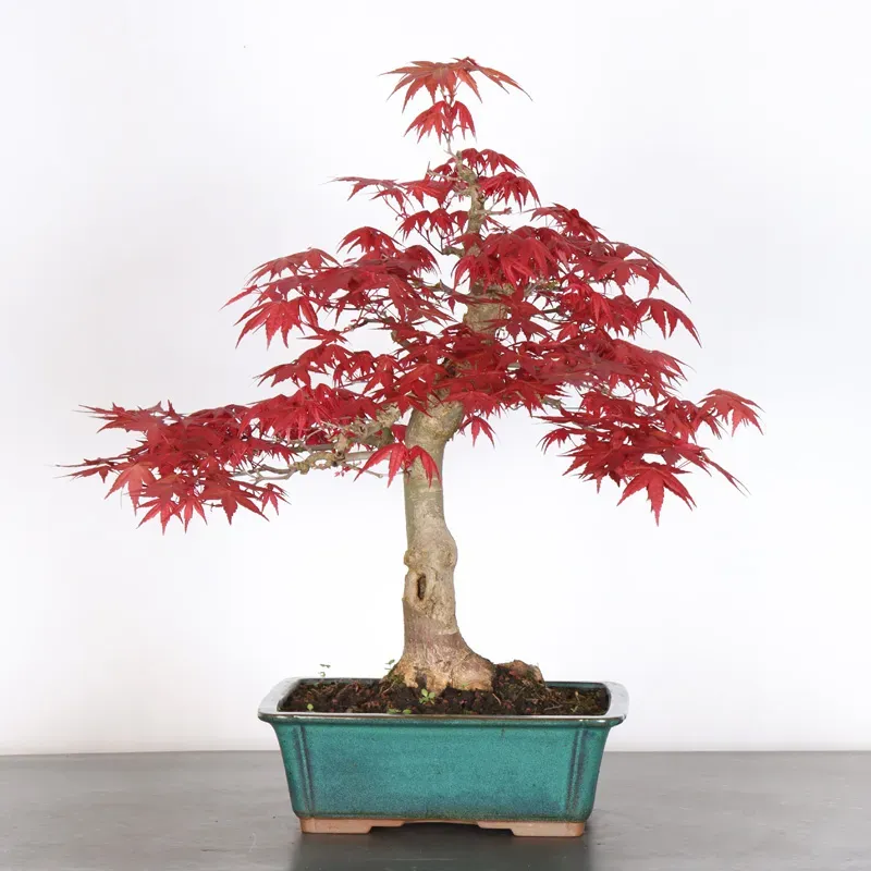 ÉRABLE ROUGE DU JAPON "ACER DESHOJO" 2-16