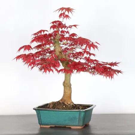 image supplémentaire - JAPANESE RED MAPLE "ACER...