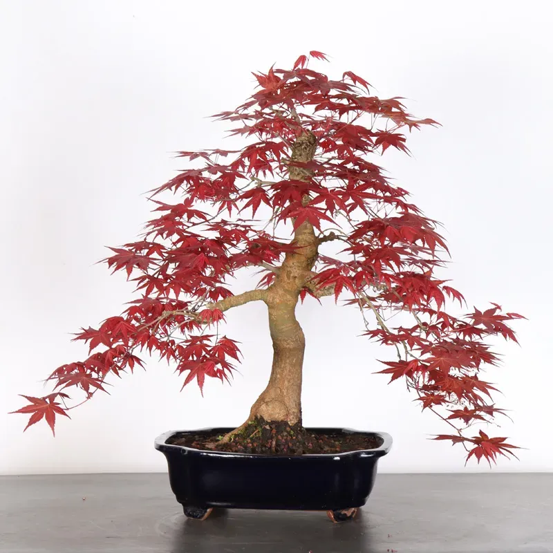 image supplémentaire - ÉRABLE ROUGE DU JAPON "ACER...