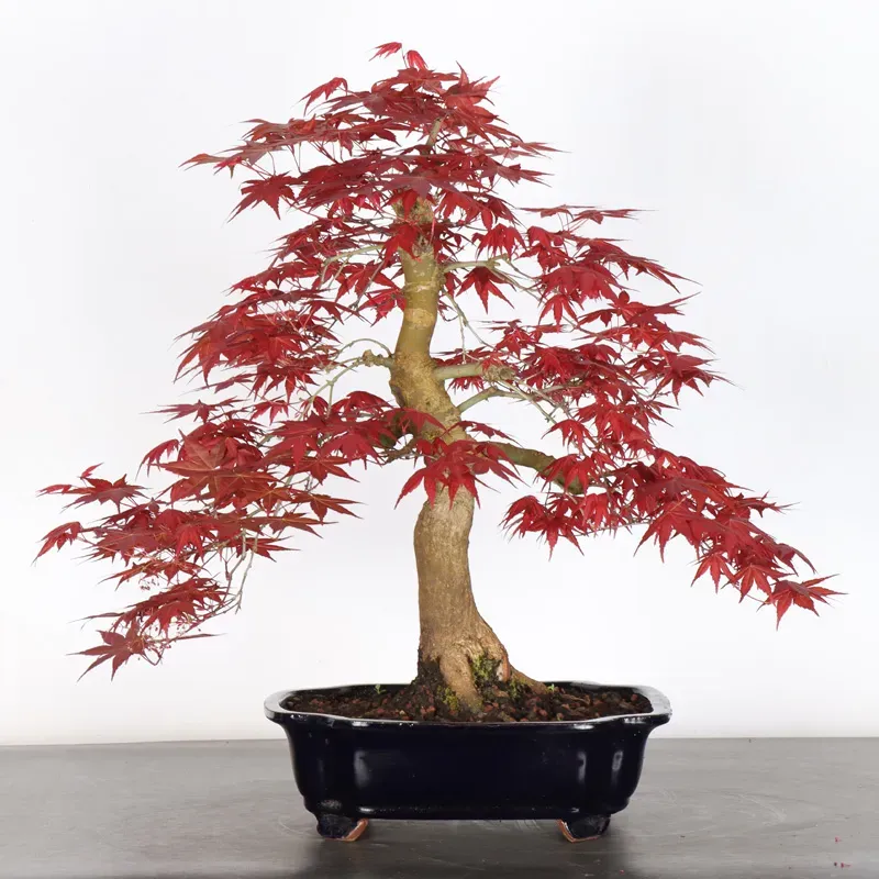 Bonsai Acer Deshojo AD-3-6