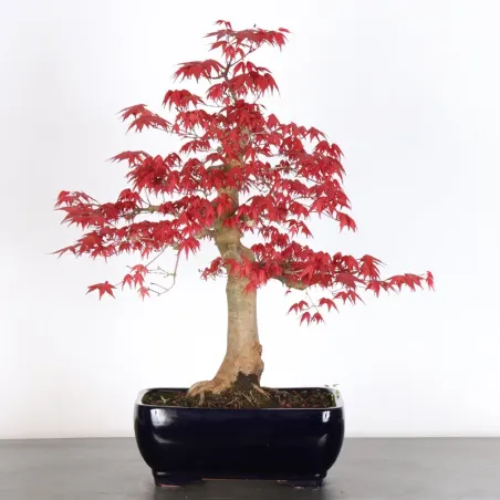 JAPANESE RED MAPLE "ACER DESHOJO" 3-4
