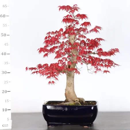 image supplémentaire - ÉRABLE ROUGE DU JAPON "ACER...