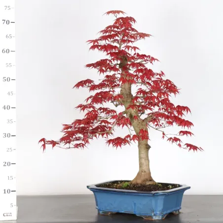 image supplémentaire - JAPANESE RED MAPLE "ACER...