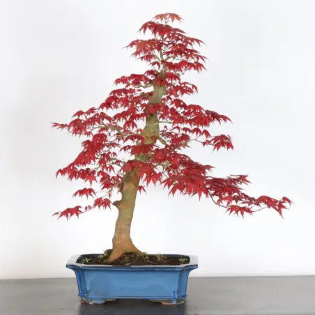 ÉRABLE ROUGE DU JAPON "ACER DESHOJO" 4-10
