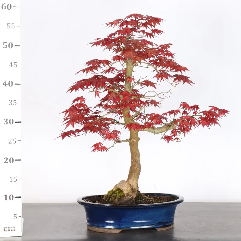 image supplémentaire - Japanese maple "acer...