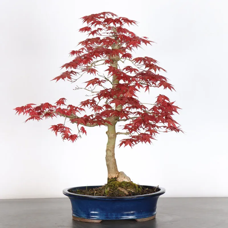 Japanese maple "acer deshojo" 2-2