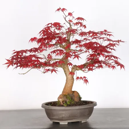 image supplémentaire - ÉRABLE ROUGE DU JAPON "ACER...