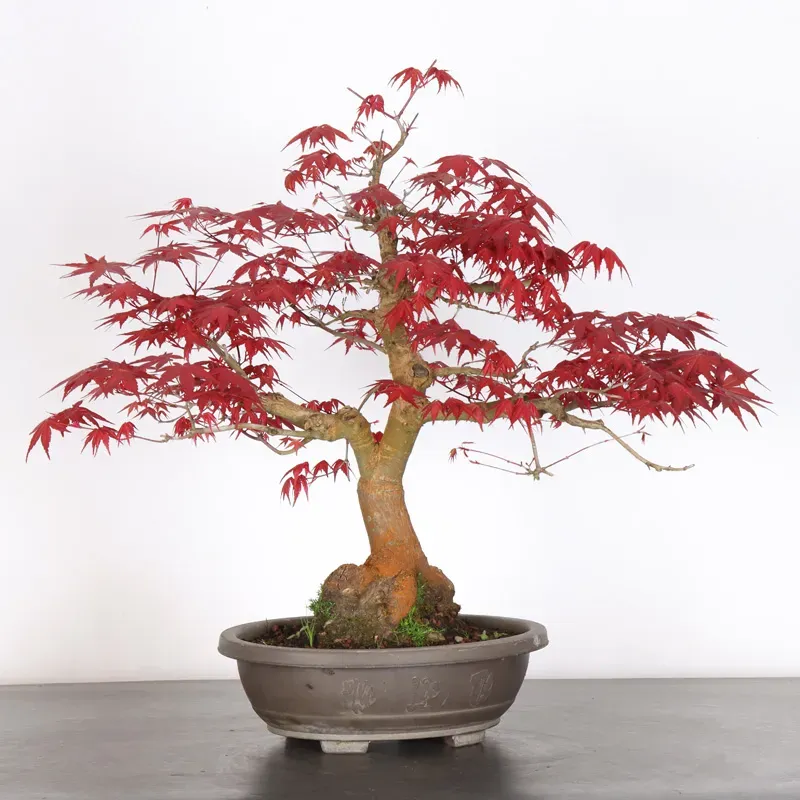 ÉRABLE ROUGE DU JAPON "ACER DESHOJO" 4-11