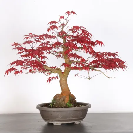ÉRABLE ROUGE DU JAPON "ACER DESHOJO" 4-11