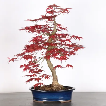 Palmatum Deshojo Maple Bonsai AD-2-1
