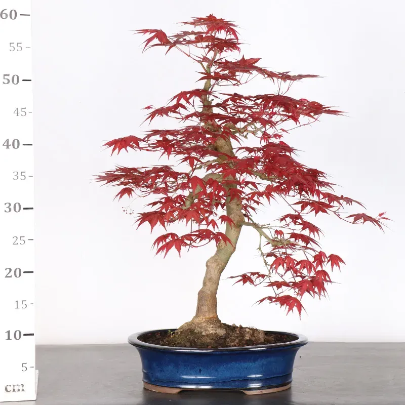 image supplémentaire - JAPANESE RED MAPLE "ACER...
