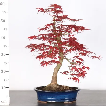 image supplémentaire - JAPANESE RED MAPLE "ACER...
