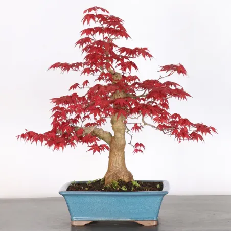 image supplémentaire - JAPANESE RED MAPLE "ACER...