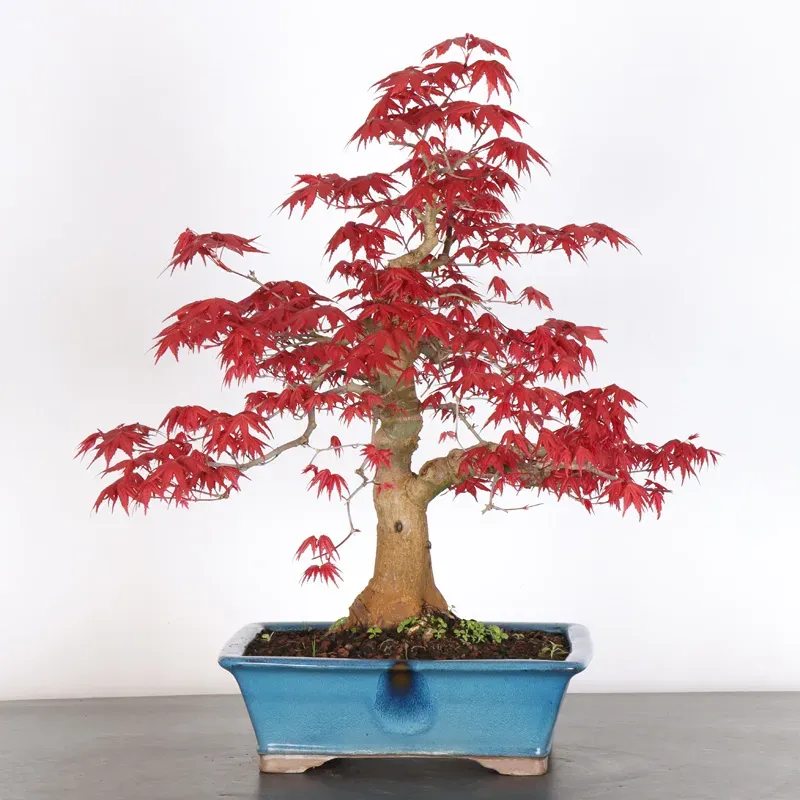 JAPANESE RED MAPLE "ACER DESHOJO" 2-11