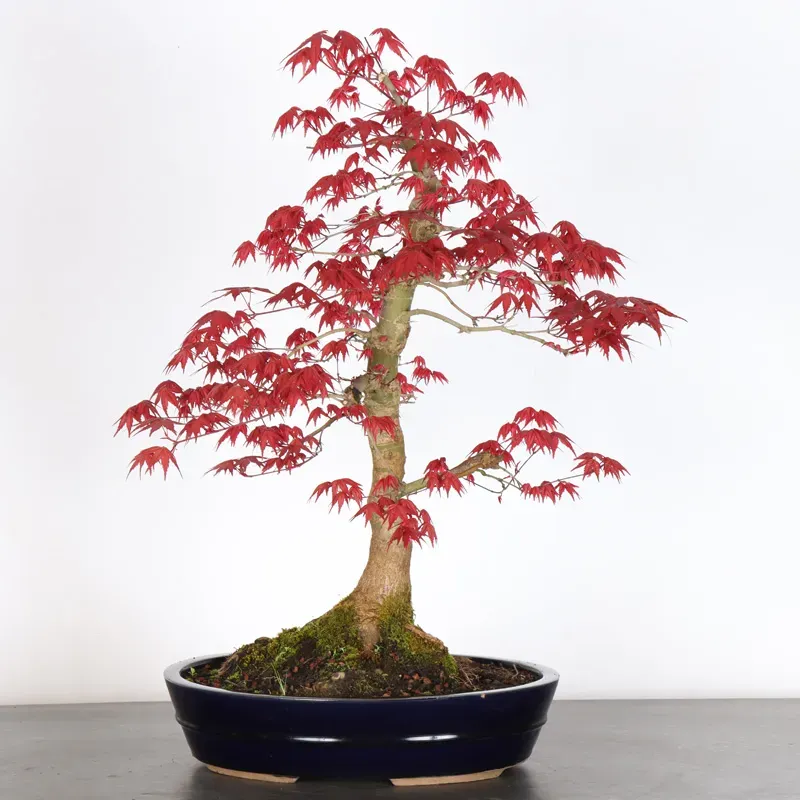 érable rouge du japon "acer deshojo" 1-24