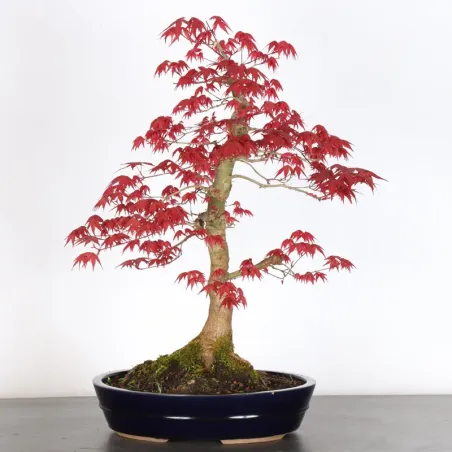 Japanese red maple "acer deshojo" 1-24