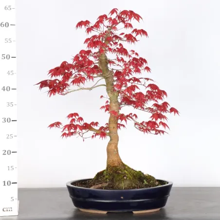 image supplémentaire - érable rouge du japon "acer...