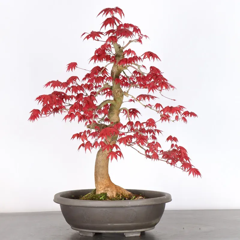 Japanese maple "acer deshojo" 2-8
