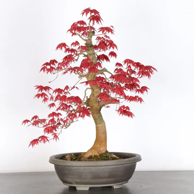 image supplémentaire - Japanese maple "acer...