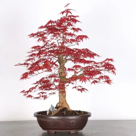 JAPANESE RED MAPLE "ACER DESHOJO" 3-14
