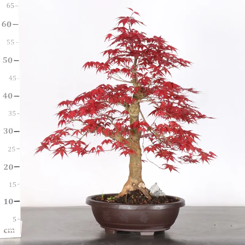 image supplémentaire - ÉRABLE ROUGE DU JAPON "ACER...