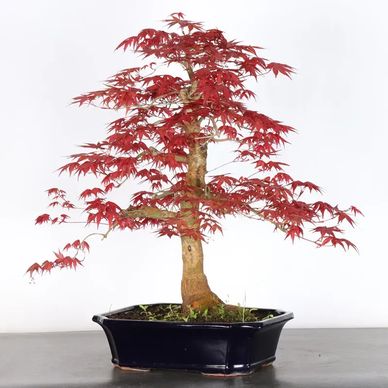 image supplémentaire - érable rouge du japon "acer...