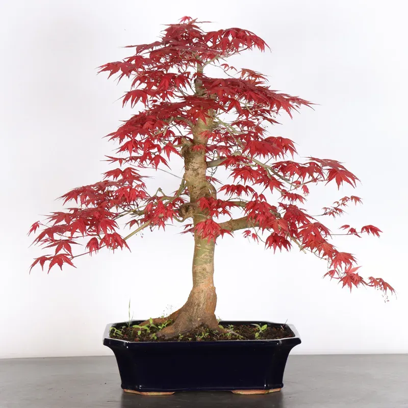 Japanese red maple "acer deshojo" 1-21