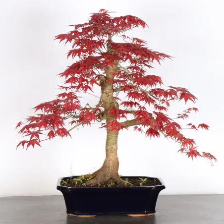 érable rouge du japon "acer deshojo" 1-21