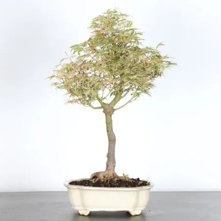 Bonsai Erable Butterfly  ABU-1-1