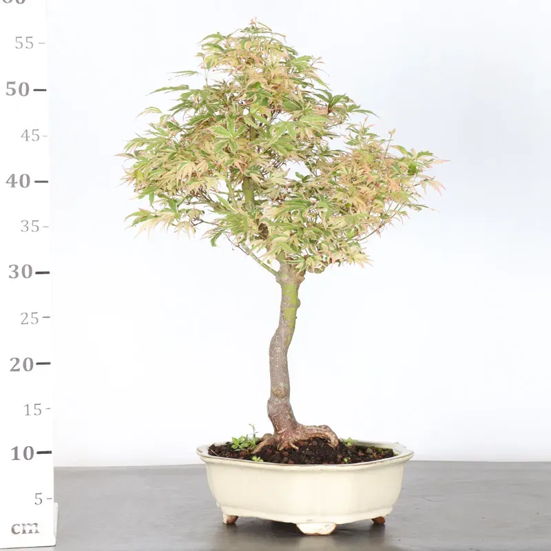 image supplémentaire - BONSAI JAPANESE MAPLE "ACER...