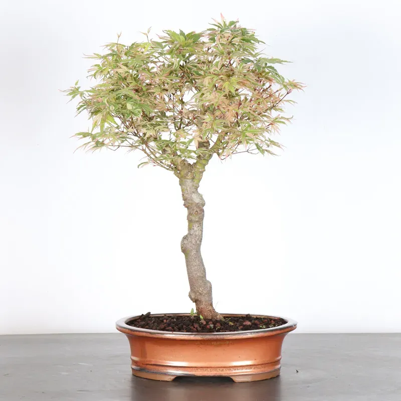 Bonsai Maple Butterfly ABU-1-3