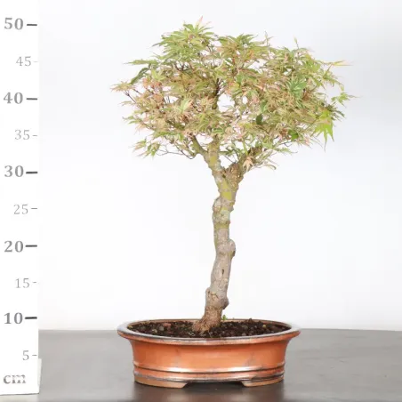 image supplémentaire - BONSAI JAPANESE MAPLE "ACER...