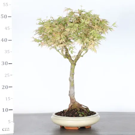 image supplémentaire - ÉRABLE DU JAPON "ACER...