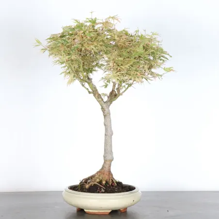 Bonsai Maple Butterfly ABU-1-4