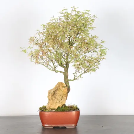 image supplémentaire - ÉRABLE DU JAPON "ACER...