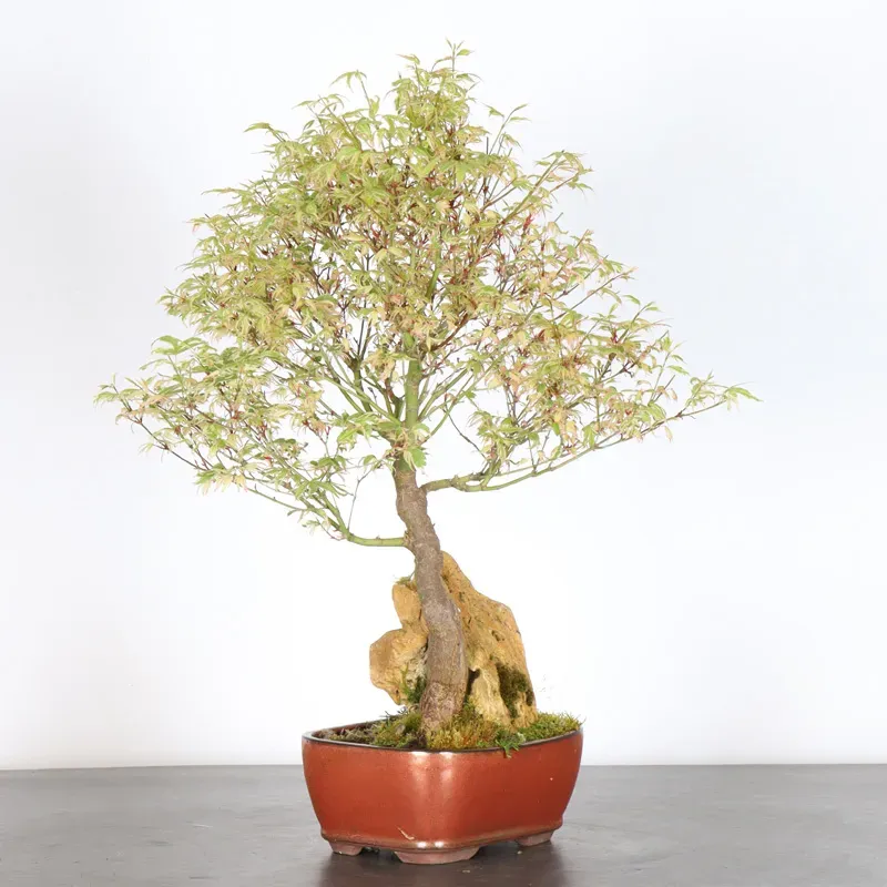 Bonsai Erable Butterfly  ABU-1-5