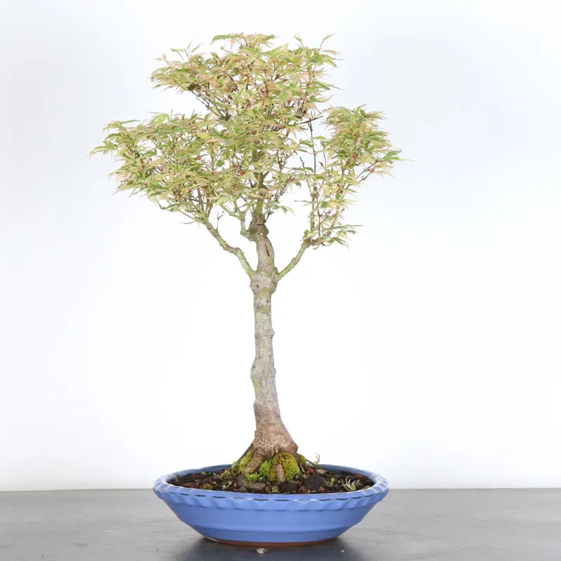 Bonsai Erable Butterfly  ABU-1-6