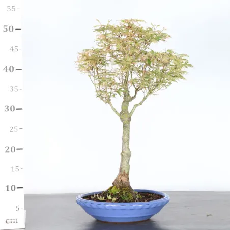 image supplémentaire - ÉRABLE DU JAPON "ACER...