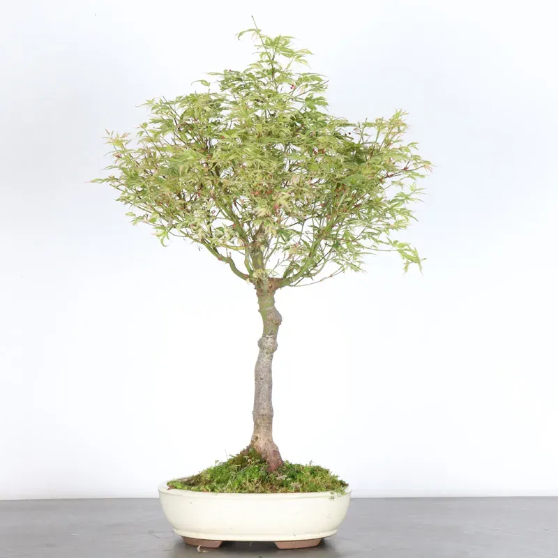 Bonsai Erable Butterfly  ABU-1-8